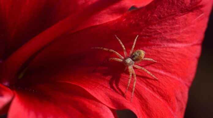 small spiders in house