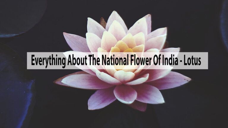 Know Everything About The National Flower Of India – Lotus