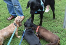 Ensuring Tail-Wagging Happiness: A Guide to Dog Insurance Plans Tail-Wagging