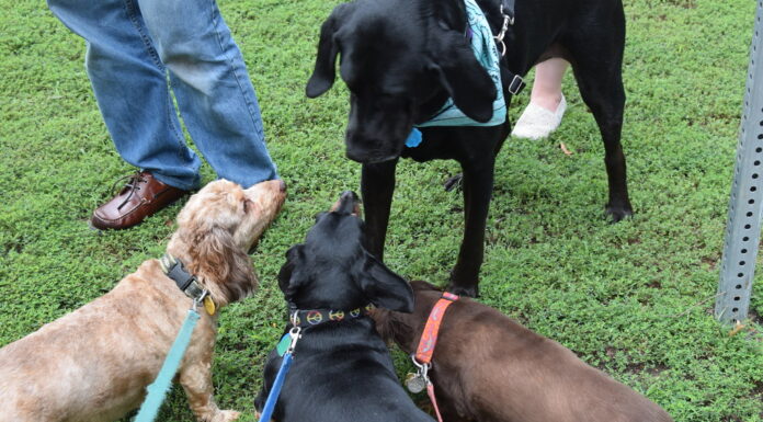 Ensuring Tail-Wagging Happiness: A Guide to Dog Insurance Plans Tail-Wagging