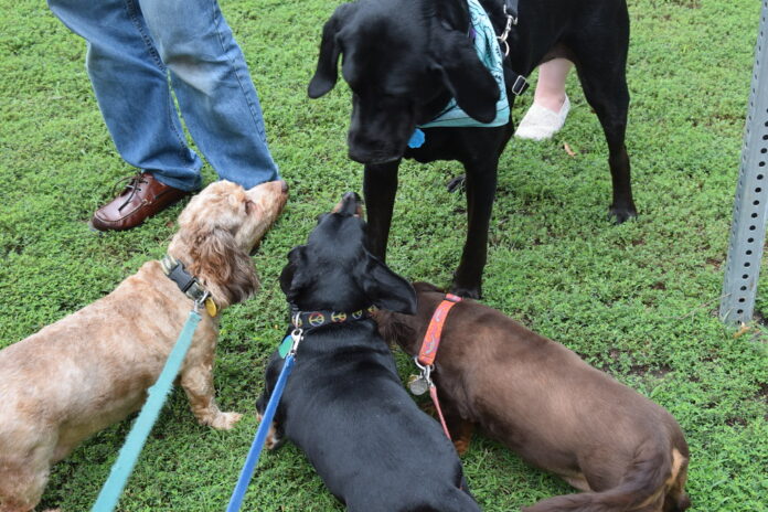 Ensuring Tail-Wagging Happiness: A Guide to Dog Insurance Plans Tail-Wagging