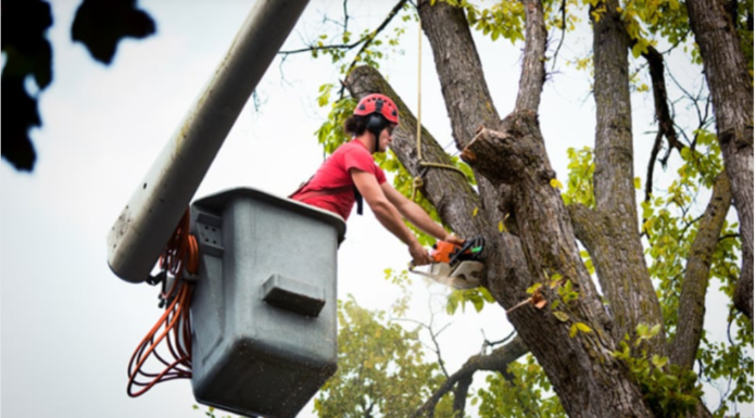 How Tree Services Improve Your Yard’s Overall Health Tree Services