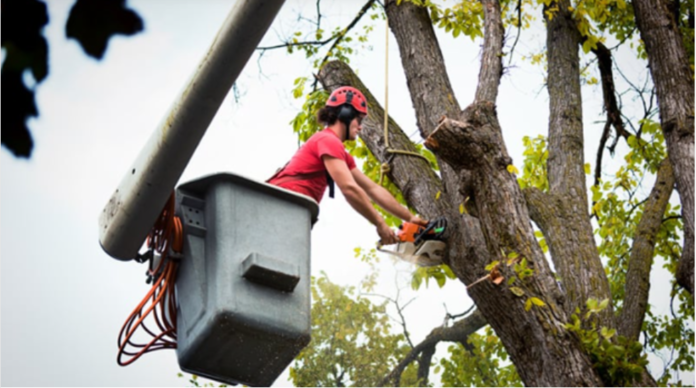 How Tree Services Improve Your Yard’s Overall Health Tree Services