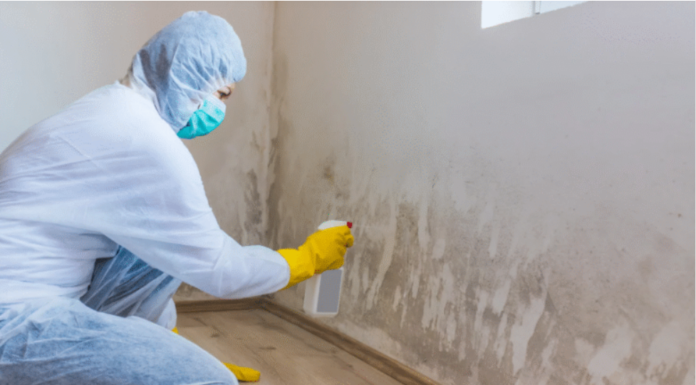 Why Mold Removal Specialists are Crucial for Recovery After Floods Mold Removal Specialists