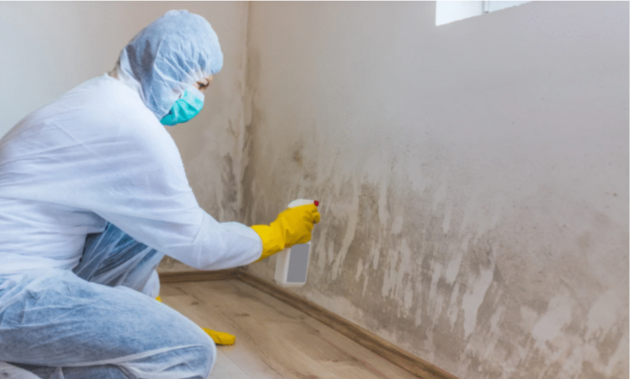 Mold Removal Specialists