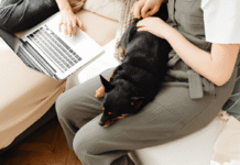 Insights Into Selecting the Right Online Puppy Training Program Online Puppy Training