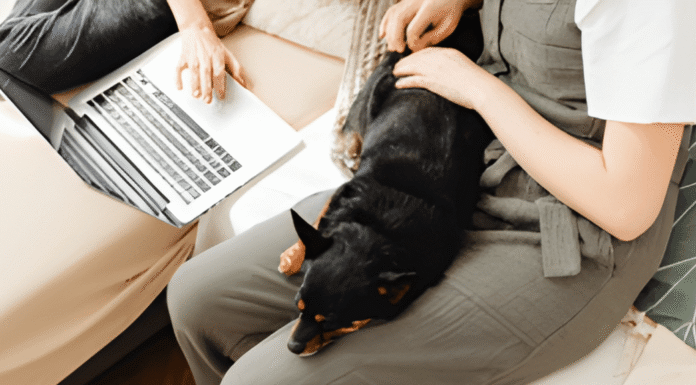Insights Into Selecting the Right Online Puppy Training Program Online Puppy Training
