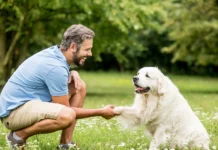 How to Choose a Reputable Protection Dog Trainer Dog Trainer