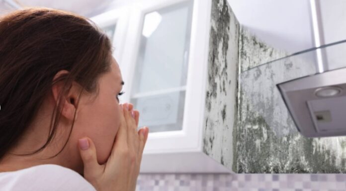 Signs of Hidden Mold Behind Wallpaper and How to Detect It Hidden Mold Behind Wallpaper