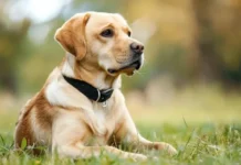 Understanding the Core Principles of Obedience Training for Dogs Obedience Training